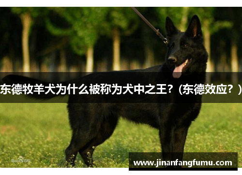 东德牧羊犬为什么被称为犬中之王？(东德效应？)